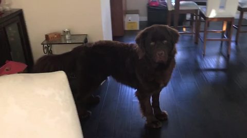 Newfoundland learns how to play hide-and-seek