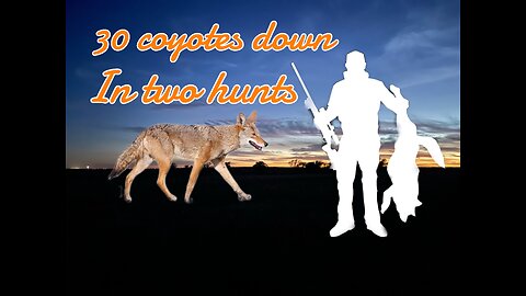 30 coyotes down in two hunts