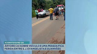 Acidente: Árvore Cai sobre Veículo e Uma Pessoa fica Ferida entre S. J. Evangelista e Guanhães.