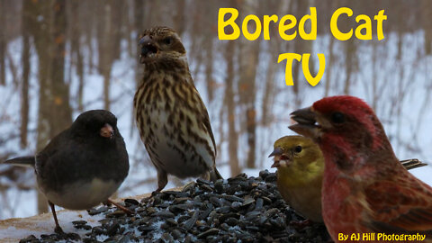 Bored Cat TV - 4K Video of Birds Feeding on Sunflower Seeds in the Forest, Part 2 (video para gatos)