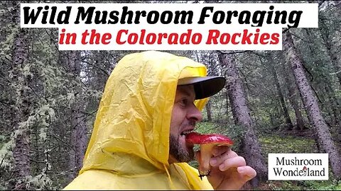 Wild Mushroom Foraging in the Colorado Rockies