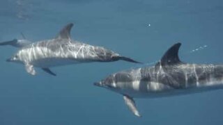 Dolphins sing an underwater symphony