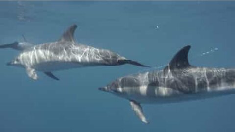 Dolphins sing an underwater symphony