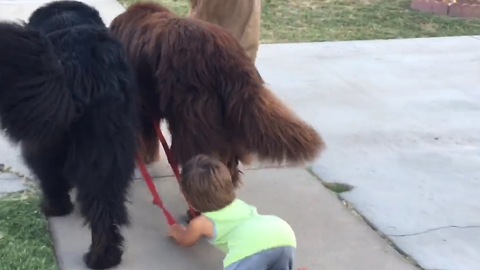 Toddler gets taught lesson on life from dogs
