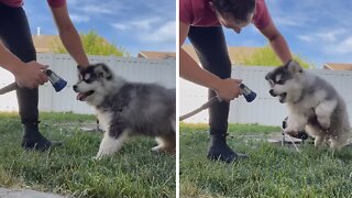 Dramatic Husky Get Extremely Vocal For Bath Time