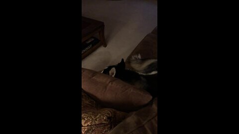 Husky caught watching late night TV, finally returns to bed