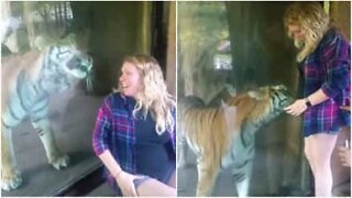 Tigre coccola il pancione di una giovane mamma
