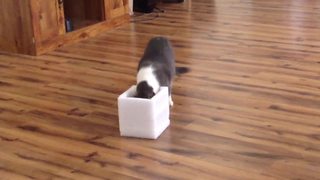 Cat Gets A Box Makeover