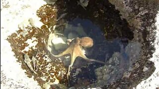 Blækspruttens jagtmetoder i et tidevandsbasin