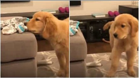 Ce golden retriever est obsédé par une paire de chaussettes!