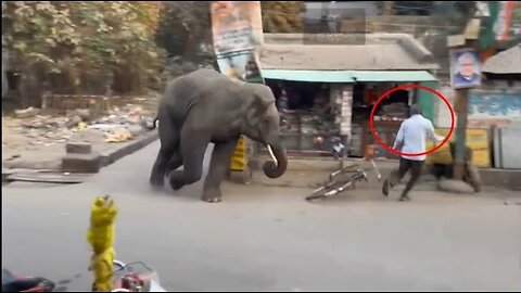 Wild Elephant attack video | #Elephant video #Wild elephant