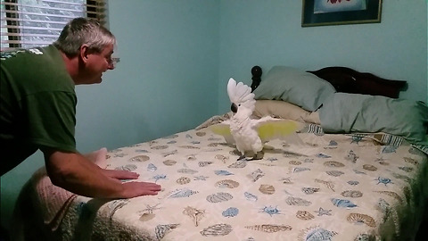 Cockatoo Thinks He's A Chicken, Makes Clucking Sounds