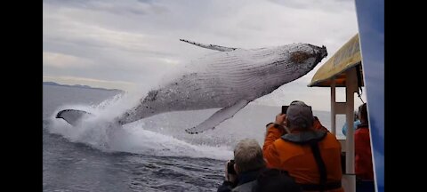 Oh My God😱..The Whale😱