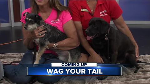 Wag Your Tail Wednesday: Maylynn and Stone each need a "FURever" homes