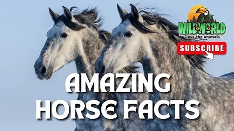 amazing horse facts