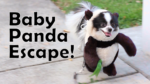 The Cutest Panda Puppy Runs Wild In The Park