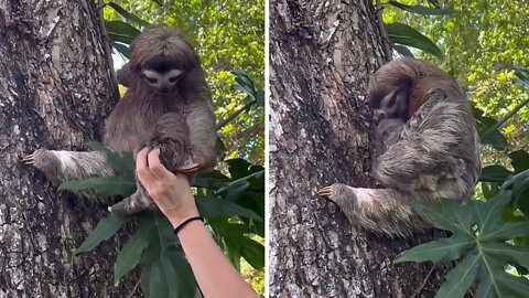 Mother sloth overjoyed to reunite with missing baby