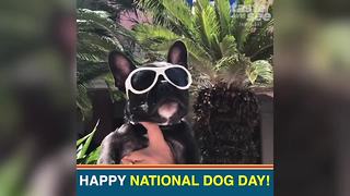 National Dog Day: Pamper your pooch at the Don Cesar Hotel