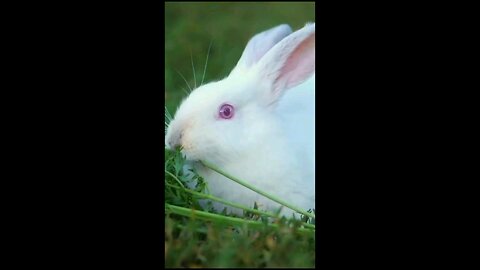 Some Facts About Rabbits