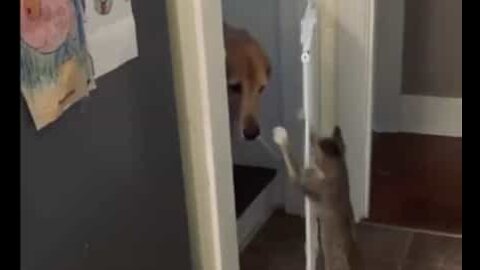 Ce chaton ouvre la porte à son ami le chien!