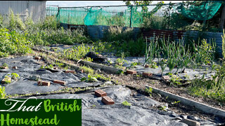 Plant Chores: Watering, first tomato and Pest Control: Allotment Garden