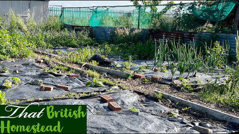 Plant Chores: Watering, first tomato and Pest Control: Allotment Garden