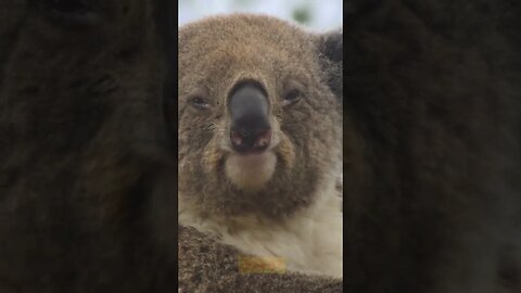 Koala Facts: Diet, Lifestyle, Sleep, and Calls 🐨🌿 #KoalaFacts #wildlifetrivia #shortsvideo