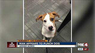 Dog punched several times on camera
