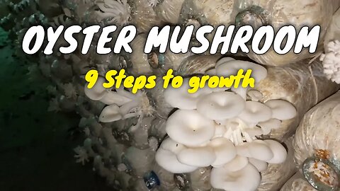 How oyster mushrooms are made - materials needed with 9 steps from beginning till harvest times