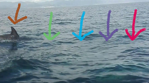 Dolphins stop a great white shark from attacking our boat