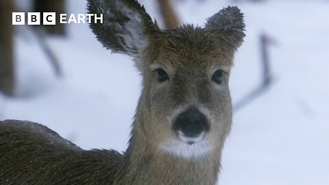 How Do Animals Survive Freezing Winters How Nature Works BBC Earth