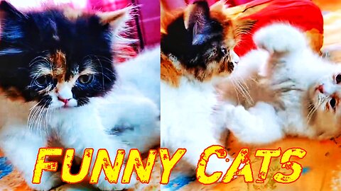 Funny kittens 2024 🥱🥱 Funny pets and animals 😆😆