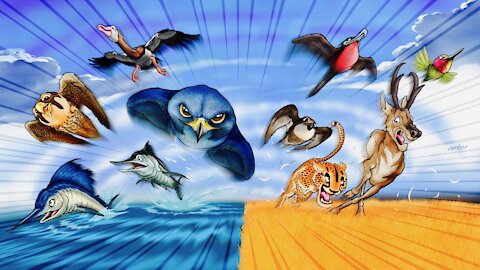 Worlds Fastest Animals Compared - Which is Fastest?