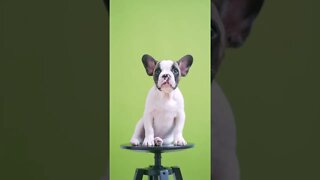 Funny Animal Videos 2022 😂 - Best Dogs And Cats Videos 😺😍 Compilation #13