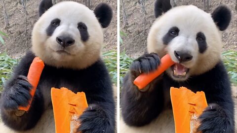 Panda eats a carrot and a piece of pumpkin wonderfully