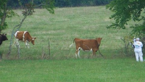 Man Plays Bagpipes For Cows