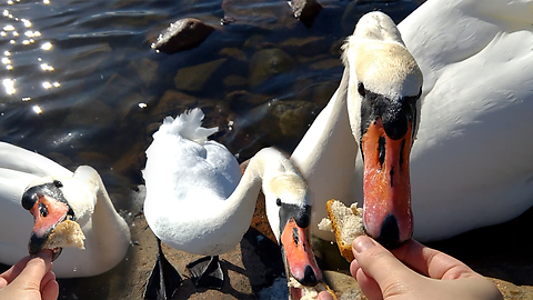 HUNGRY SWAN WALKS TO ME FOR FOOD