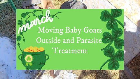 Moving Baby Goats Outside and Parasite Treatment