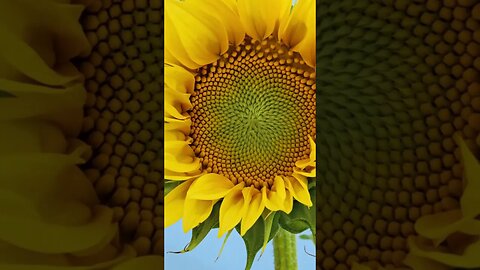 Sunflower: This photo lapse of a sunflower opening will make you smile.