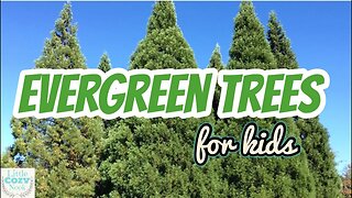 🌲 Evergreen Trees 🌲 | EDUCATIONAL Video for Kids