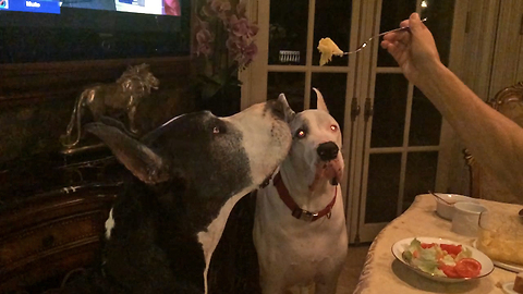 Two Great Danes enjoy eating pasta in slow motion