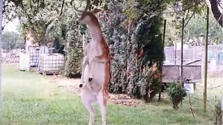 Deer uses antlers to get fruit from a tree