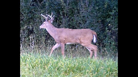 Fred Zeppelin 2021, More Day Bucks.