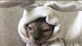 Alguma vez viu um gato Sphynx gordo?