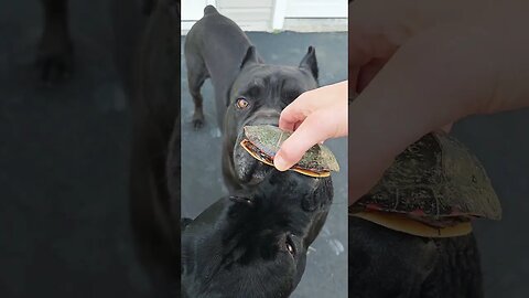 Cane Corso Meets TURTLE #pets #funnydogs #shorts