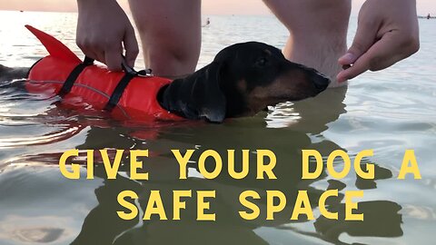 Give your dog a safe space