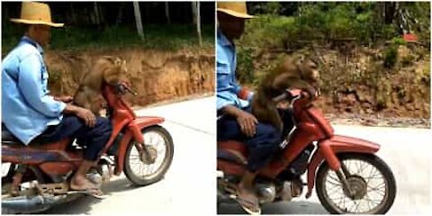 Hai mai visto una scimmia guidare un motorino?