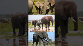 Elephants Are Just Like Us
