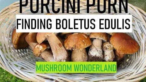 PORCINI PORN, finding Boletus Edulis mushrooms.