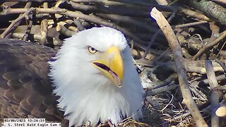 USS Eagles-Claire with beak feather close up 2023 03 08 @ 13:27